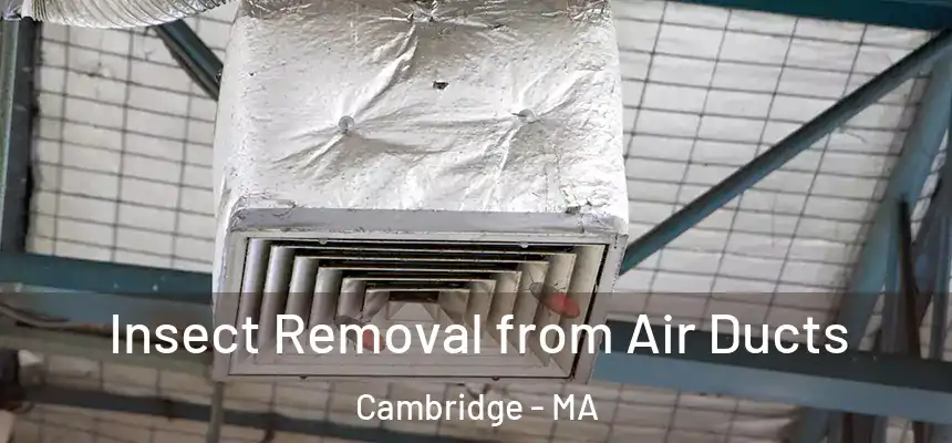 Insect Removal from Air Ducts Cambridge - MA